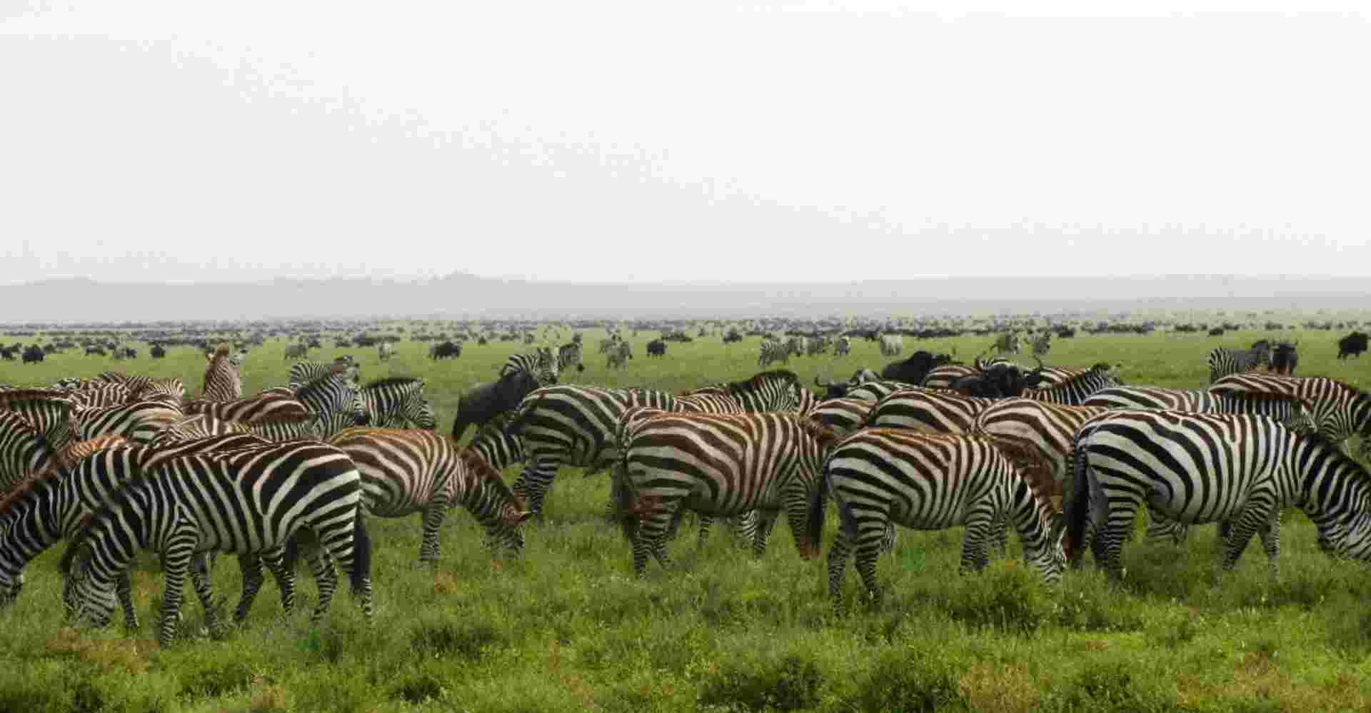 4 Days Safari Ngorongoro and Serengeti National Parks