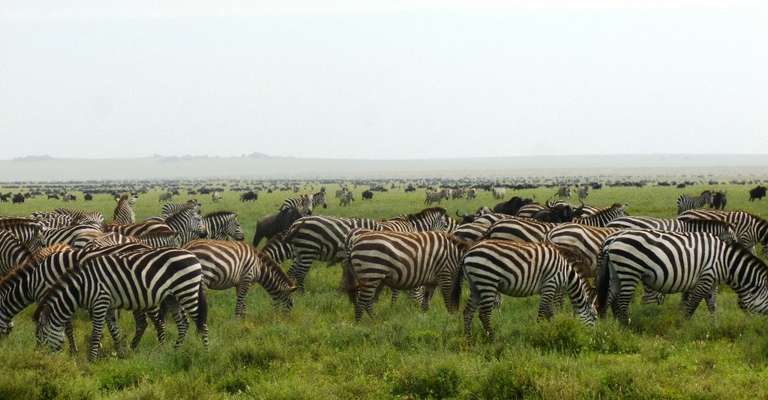 4 Days Safari Ngorongoro and Serengeti National Parks trip - alternative tour available