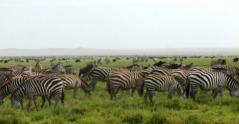 4 Days Safari Ngorongoro and Serengeti National Parks - Fanaka Africa Tours - Tanzania - Image 1