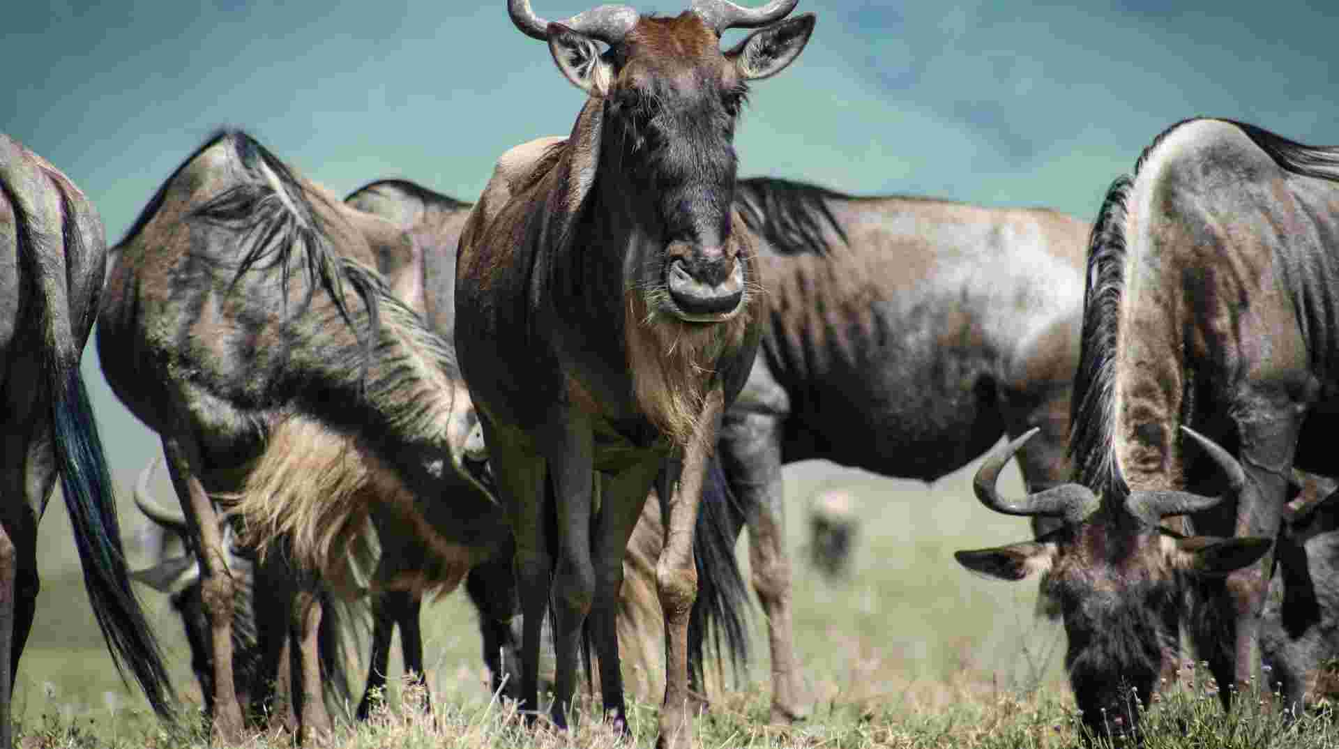 4 Days Serengeti, Manyara, Ngorongoro Safari Tour