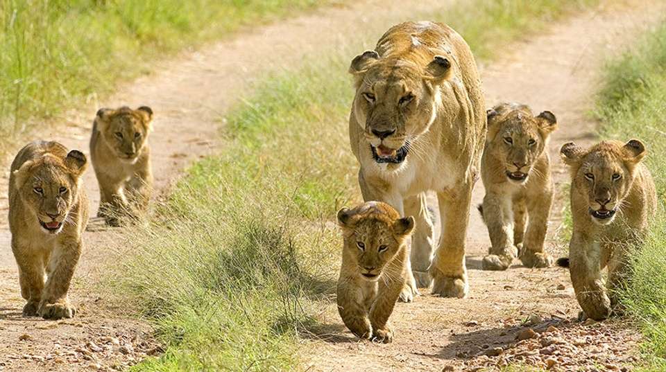 4 Days Serengeti Wildlife Migration Budget Tour - Visit Tanzania Tours & Safaris - Tanzania - Image 3