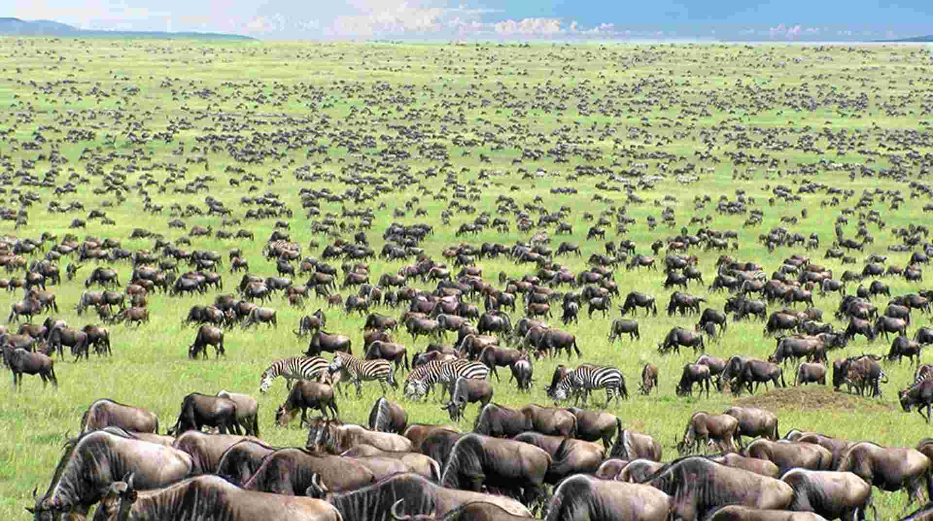 4 Days Serengeti Wildlife Migration Budget Tour