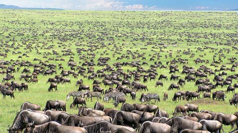 4 Days Serengeti Wildlife Migration Budget Tour trip - alternative tour available