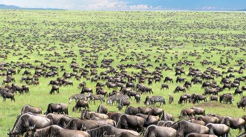 Tanzania Wildlife Safaris And Game Drives Tour: 4 Days Serengeti Wildlife Migration Budget Tour