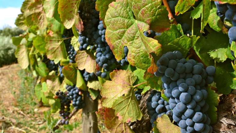 4 Rivers: The Moselle, Sarre, Romantic Rhine, and Neckar Valleys trip - alternative tour available