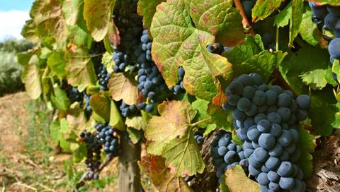 Mediterranean City Sightseeing Tour: 4 Rivers: The Moselle, Sarre, Romantic Rhine, And Neckar Valleys