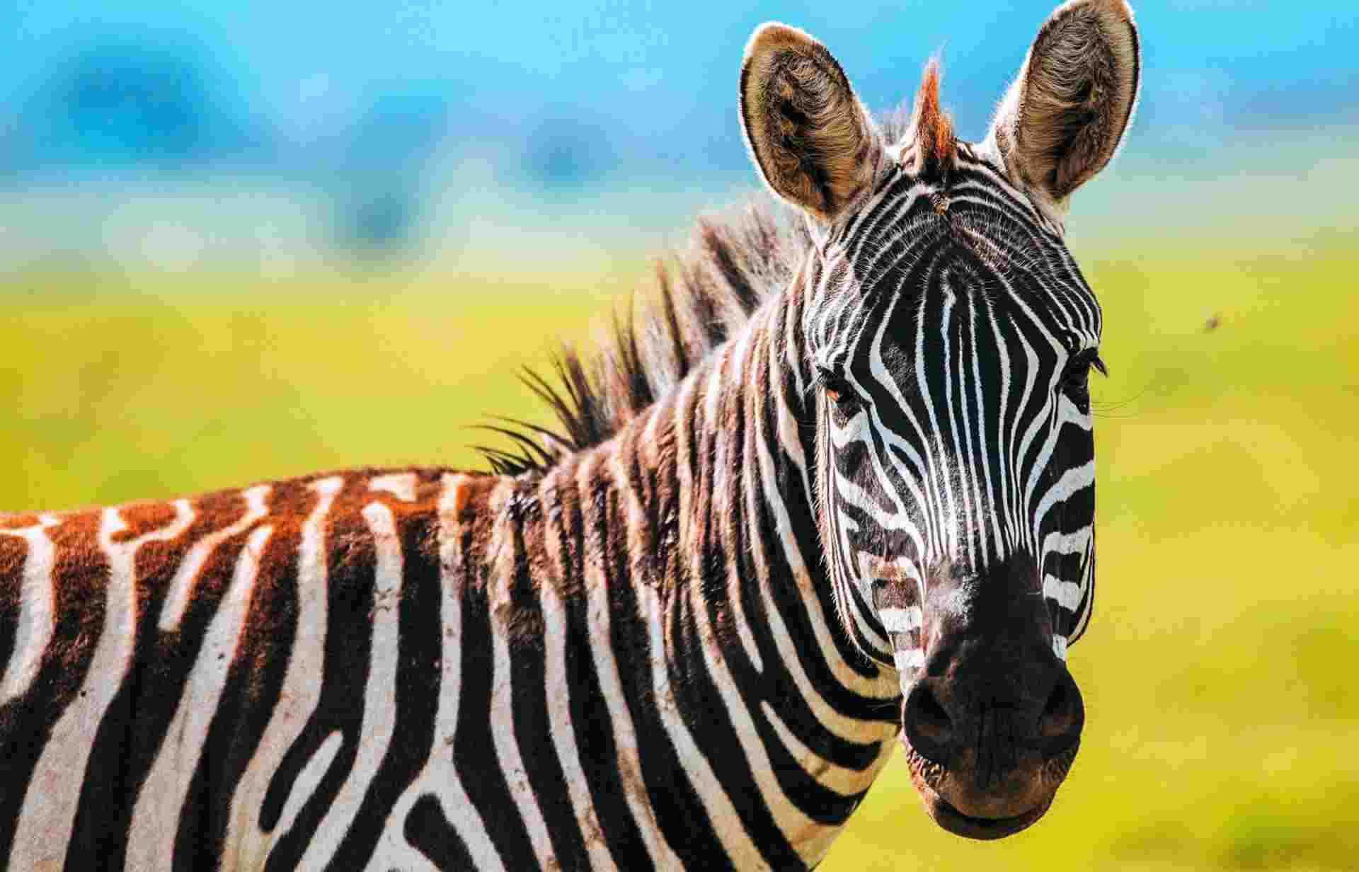43-day Kenya to Cape Town Accommodated