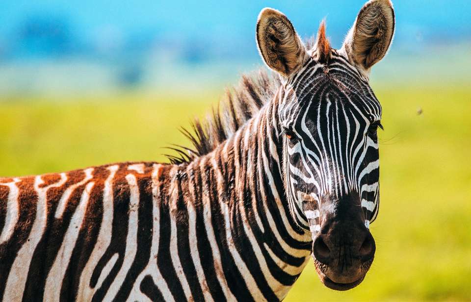 43-day Kenya to Cape Town Accommodated - Acacia Africa - Kenya - Image 1