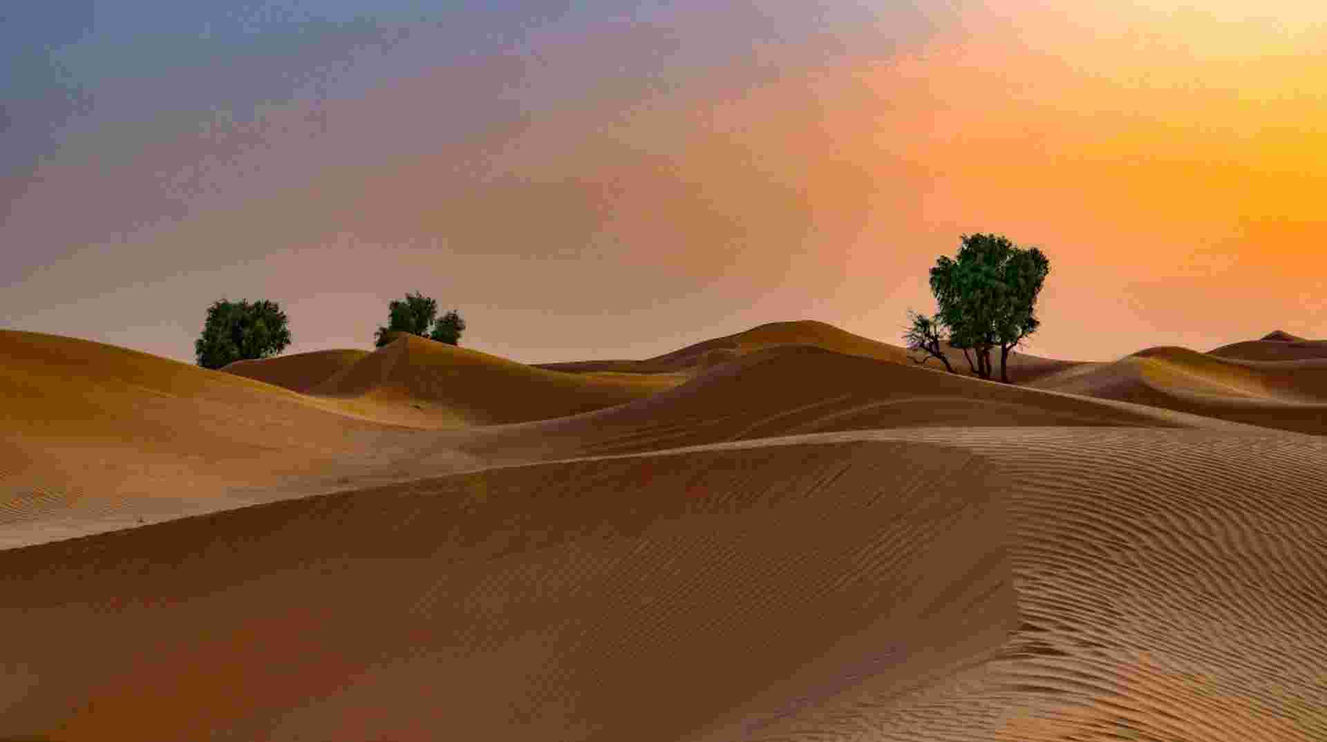 4x4 Sunrise Desert Drive with Wildlife Experience