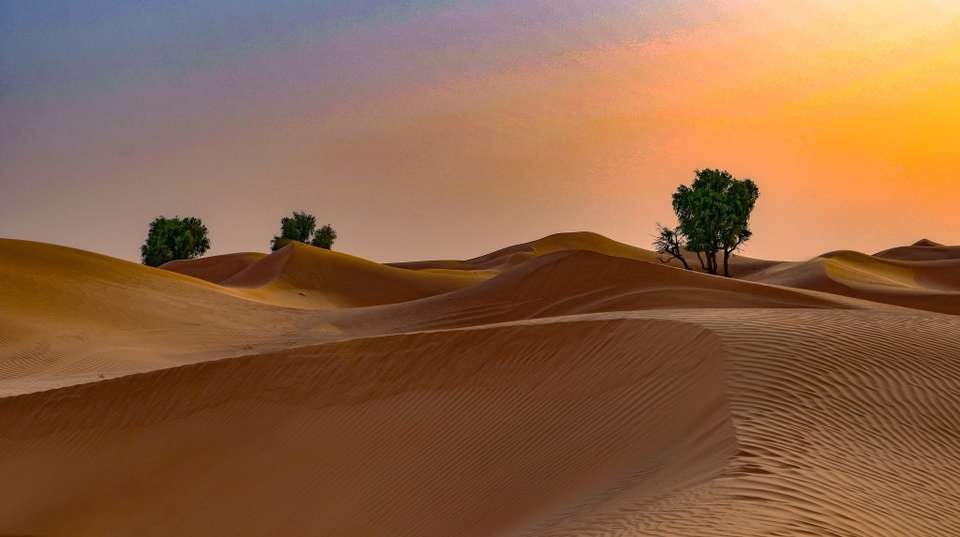 4x4 Sunrise Desert Drive with Wildlife Experience - undefined - Image 1