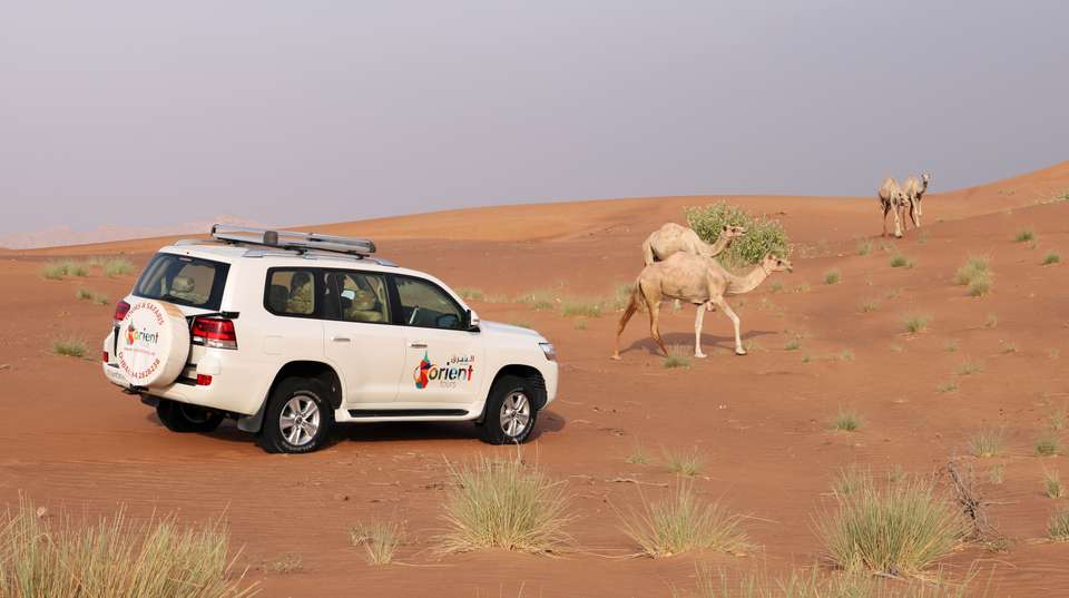 4x4 Sunrise Desert Drive with Wildlife Experience - undefined - Image 7