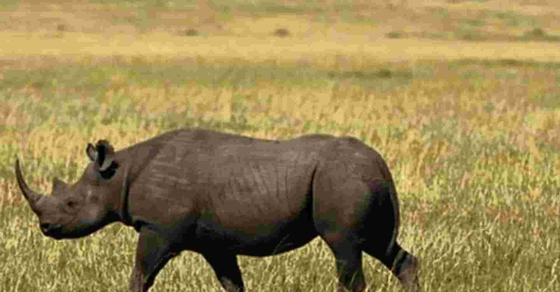 5 Camping Lake Manyara Serengeti Ngorongoro Group Joining