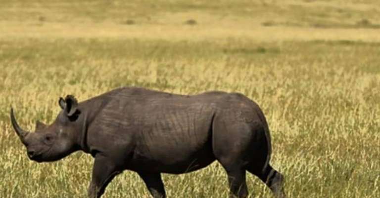 5 Camping Lake Manyara Serengeti Ngorongoro Group Joining - 5 days