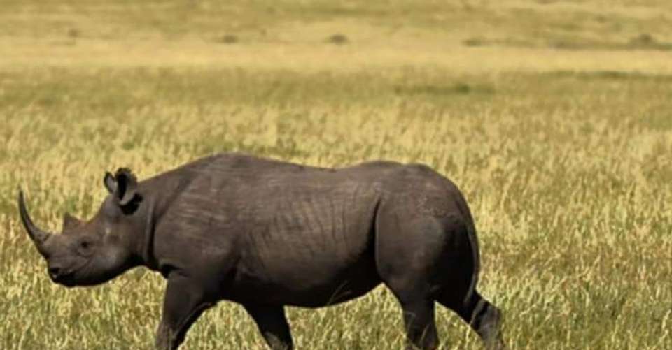 5 Camping Lake Manyara Serengeti Ngorongoro Group Joining - Avocet Tanzania Safaris Ltd - Tanzania - Image 1