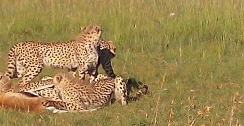 5 Camping Lake Manyara Serengeti Ngorongoro Group Joining - Avocet Tanzania Safaris Ltd - Tanzania - Image 2