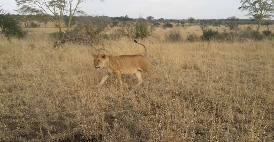 5 Camping Lake Manyara Serengeti Ngorongoro Group Joining - Avocet Tanzania Safaris Ltd - Tanzania - Image 3