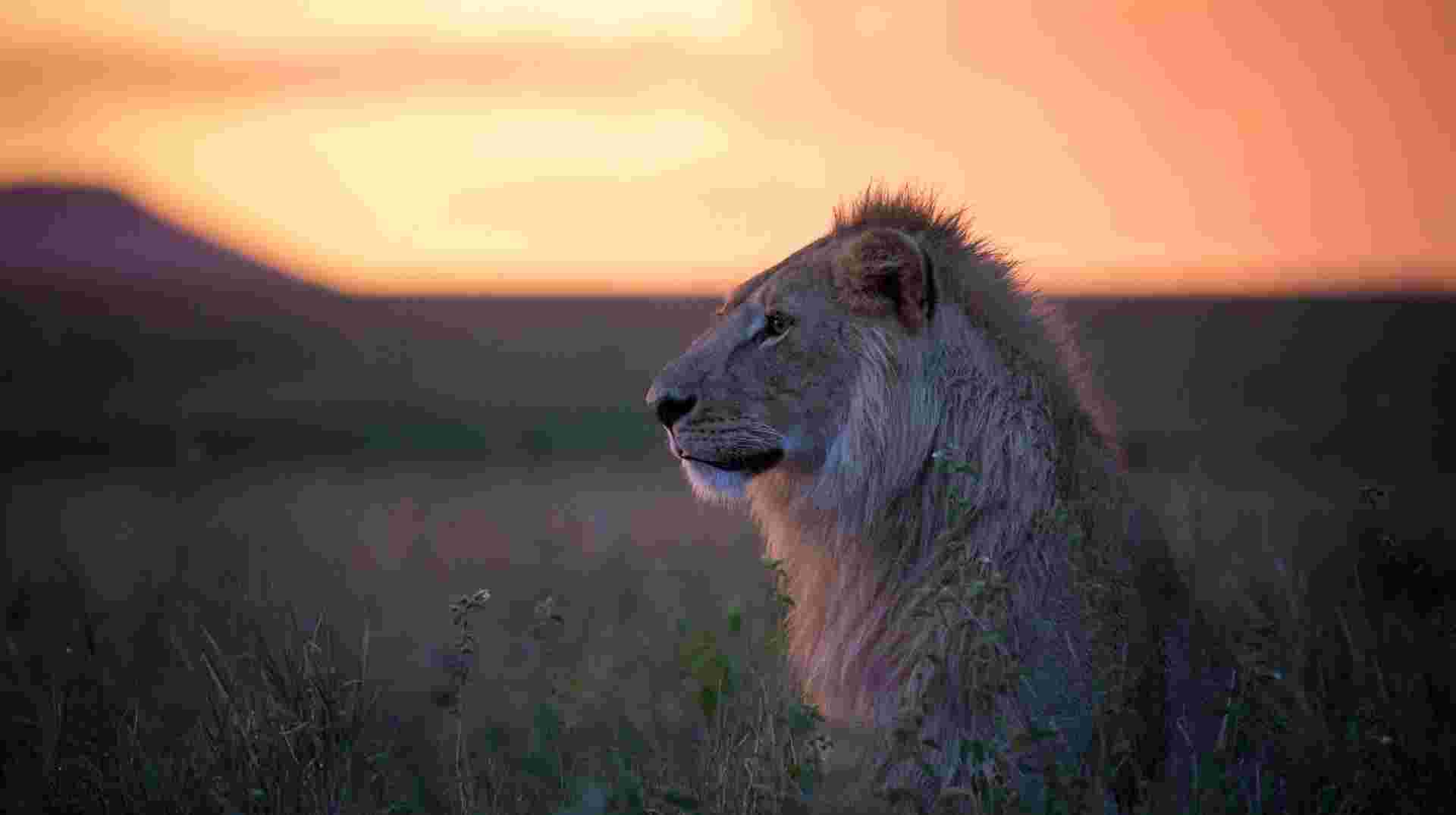 5-Day Affordable Safari Adventure in Tanzania
