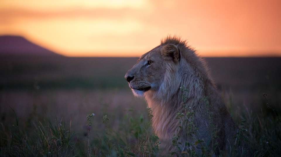 5-Day Affordable Safari Adventure in Tanzania  - Gosheni Safaris Africa - Tanzania - Image 1