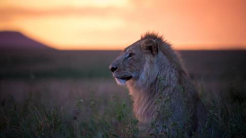 5-day Affordable Safari Adventure In Tanzania