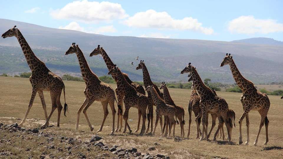 5-Day Affordable Safari Adventure in Tanzania  - Gosheni Safaris Africa - Tanzania - Image 4