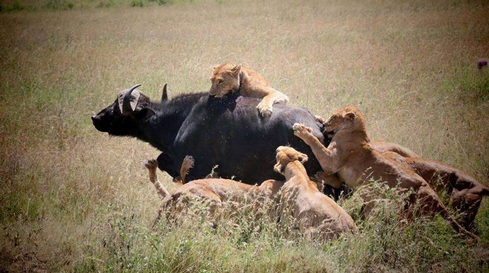 5-Day Affordable Safari Adventure in Tanzania  - Gosheni Safaris Africa - Tanzania - Image 5