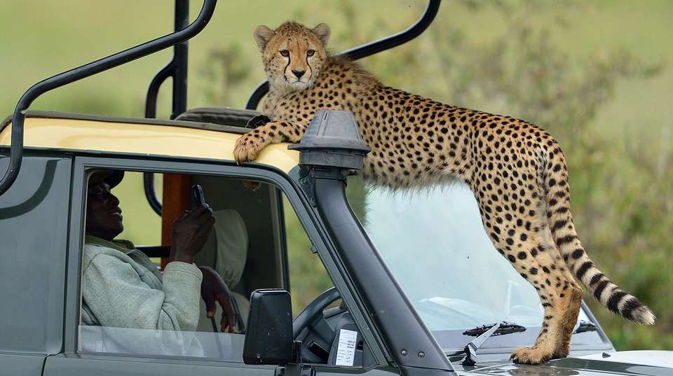 5-Day Affordable Wildlife Safari in Kenya - Gracepatt Ecotours Kenya - Kenya - Image 2