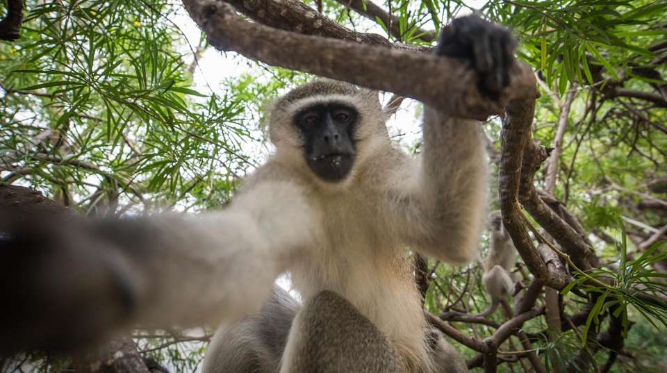 5 Day Classic Kruger Park Safari - undefined - Image 11