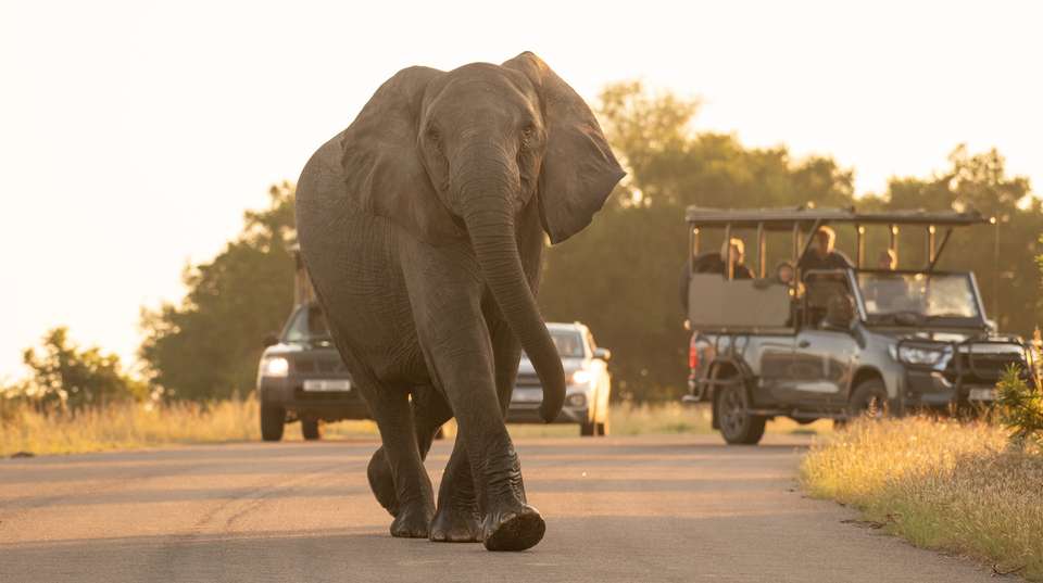 5 Day Classic Kruger Park Safari - undefined - Image 1