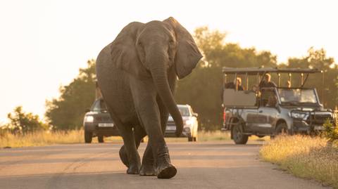 South Africa Family Tour Packages: 5 Day Classic Kruger Park Safari