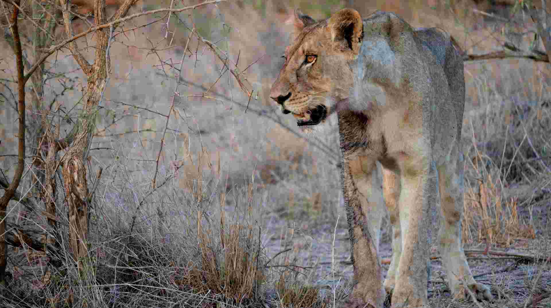 5 Day Epic Kruger Park Safari