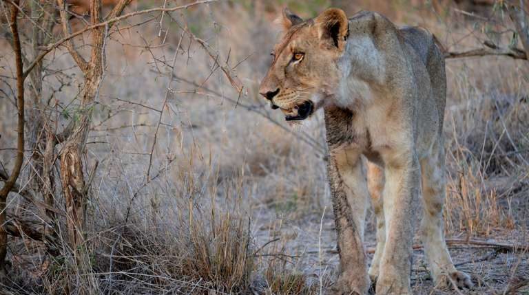 5 Day Epic Kruger Park Safari trip - alternative tour available