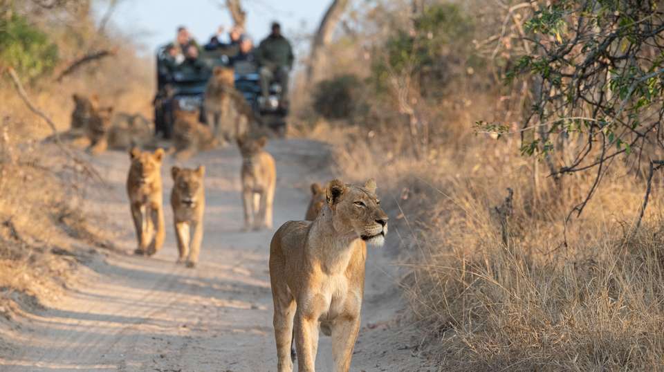 5 Day Epic Kruger Park Safari - Endless Summer Tours - South Africa - Image 4