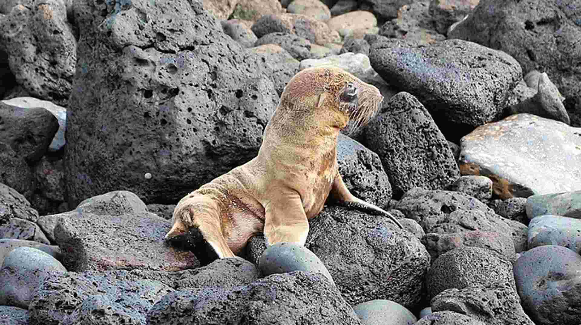 5-Day Galapagos Land-based Tour: Santa Cruz & Isabela