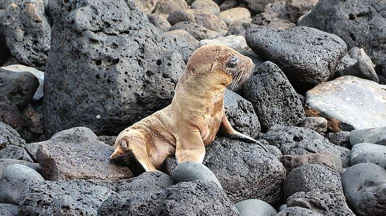 5-Day Galapagos Land-based Tour: Santa Cruz & Isabela trip - alternative tour available