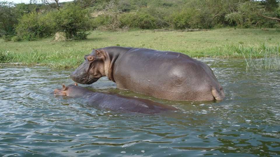 5-Day Gorilla Trekking, Big 5 & Big Cats Safari - Devine African Safaris Ltd - Uganda - Image 2