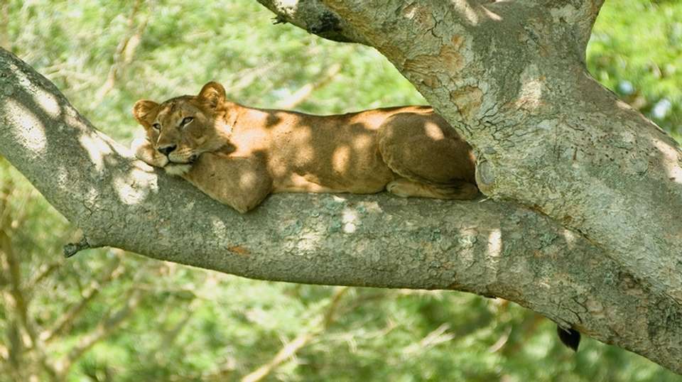 5-Day Gorilla Trekking, Big 5 & Big Cats Safari - Devine African Safaris Ltd - Uganda - Image 3