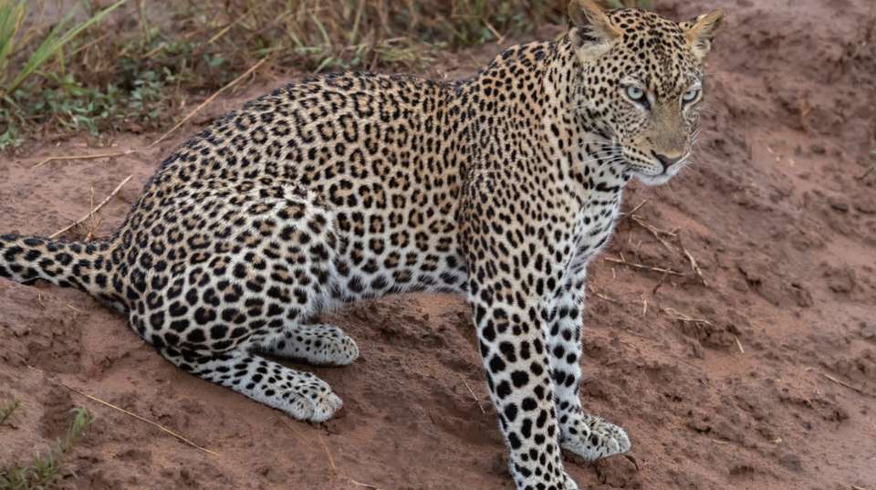 5-Day Gorilla Trekking, Big 5 & Big Cats Safari - Devine African Safaris Ltd - Uganda - Image 4