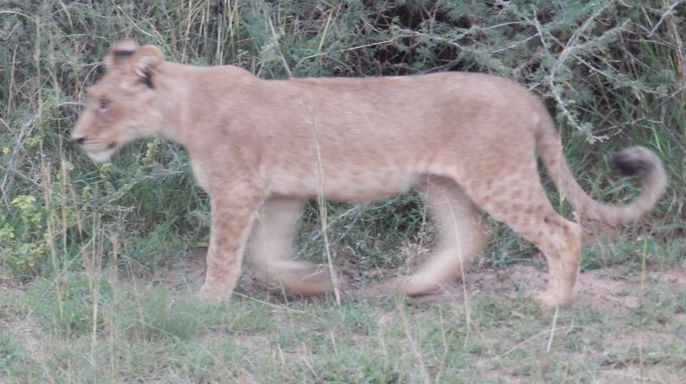 5-Day Gorilla Trekking, Big 5 & Big Cats Safari - Devine African Safaris Ltd - Uganda - Image 5