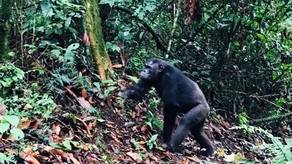 5-Day Gorilla Trekking, Big 5 & Big Cats Safari - Devine African Safaris Ltd - Uganda - Image 6