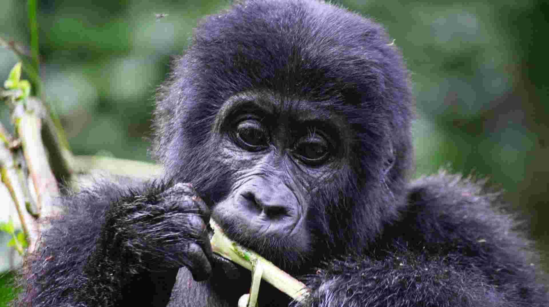 5-Day Gorilla Trekking, Big 5 & Big Cats Safari