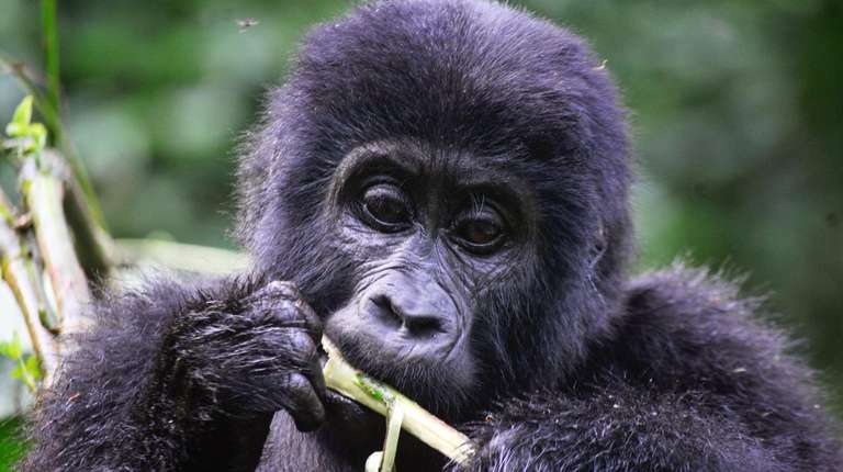 5-Day Gorilla Trekking, Big 5 & Big Cats Safari - April 2027
