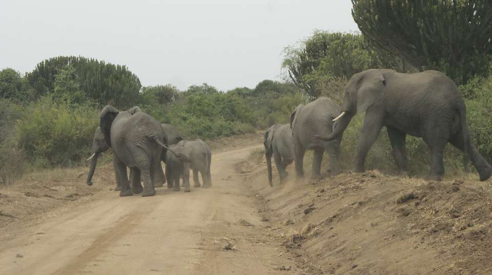 5-Day Gorilla Trekking, Big 5 & Big Cats Safari - Devine African Safaris Ltd - Uganda - Image 7