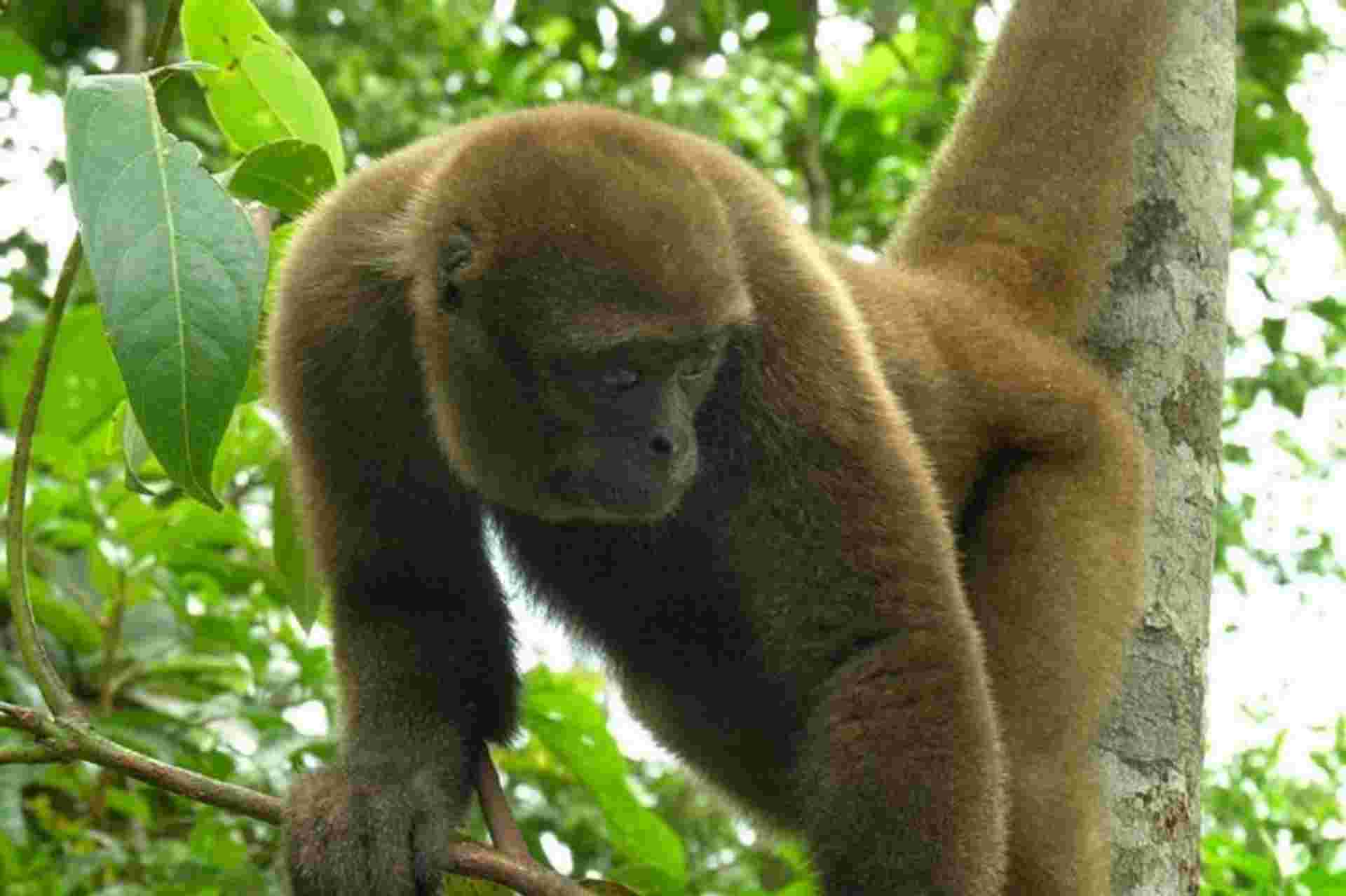 5-day Manu Jungle Tour from Cusco