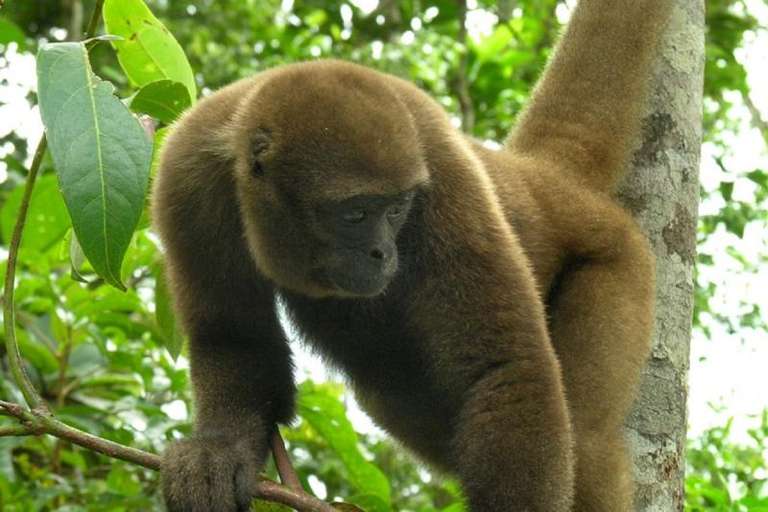 5-day Manu Jungle Tour from Cusco trip - alternative tour available