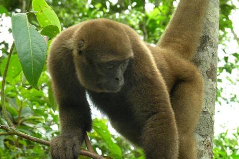 Cusco Rainforest And Jungle Visits Tour: 5-day Manu Jungle Tour From Cusco