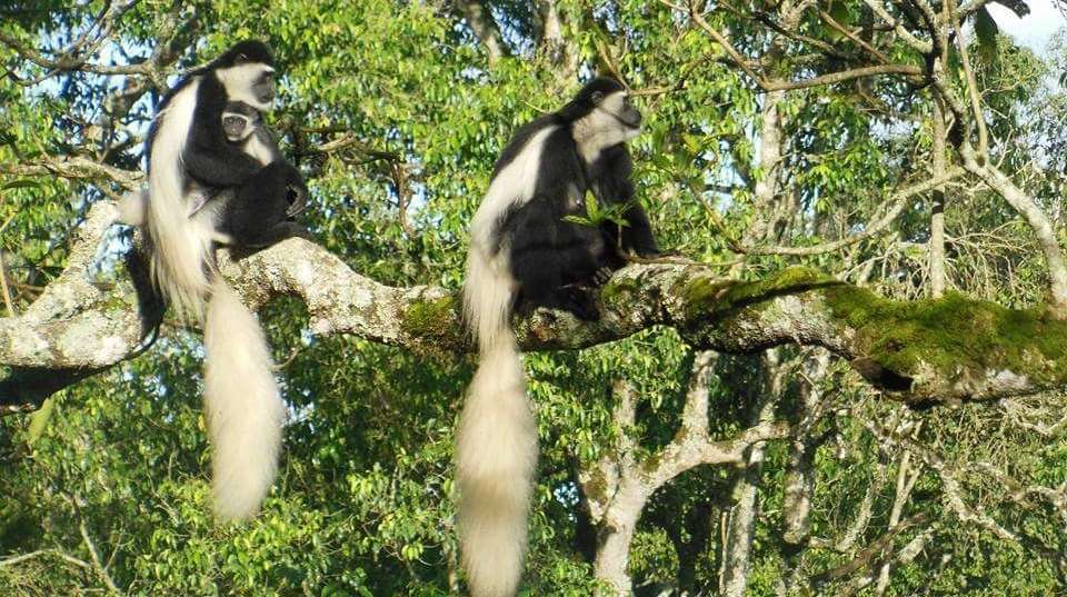 5 Day Marangu Route Kilimanjaro Trek  - African Love Birds Adventure Ltd - Tanzania - Image 3