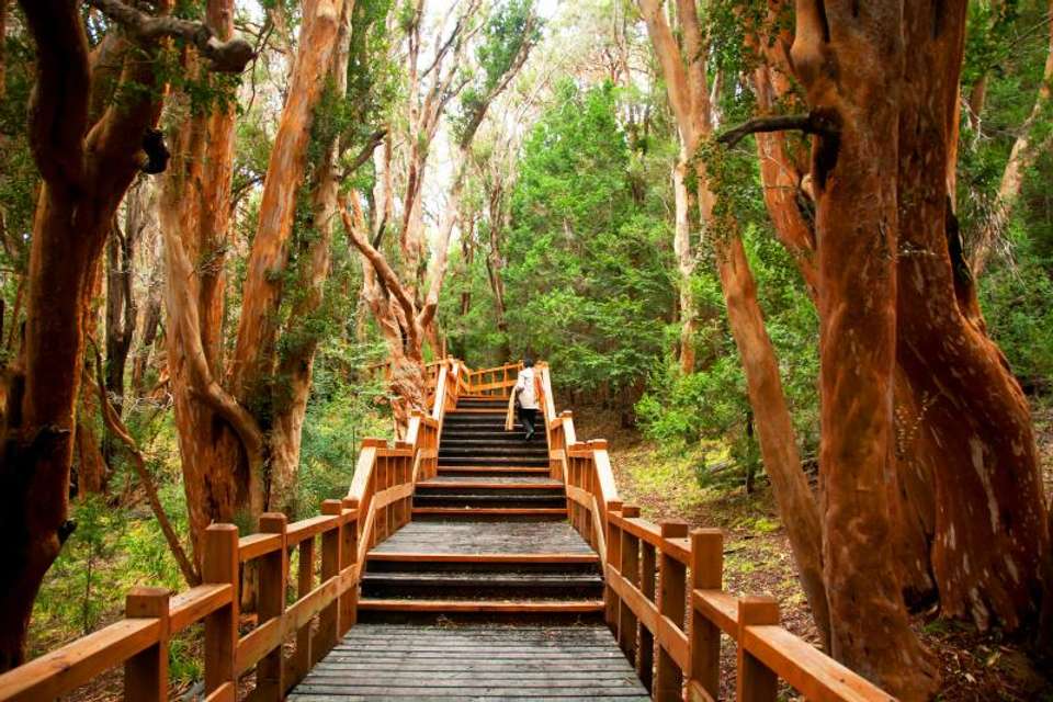 5-Day Nahual Huapi Lake Adventure Tour From Bariloche - undefined - Image 4
