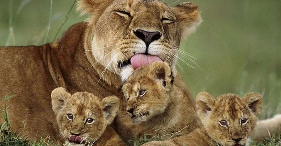 5-Day Safari: Serengeti and Ngorongoro Crater - Shrike Safaris - Tanzania - Image 2