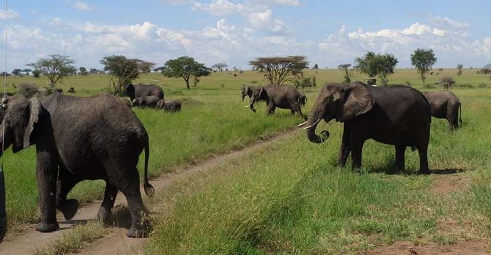 5-Day Safari: Serengeti and Ngorongoro Crater - Shrike Safaris - Tanzania - Image 4