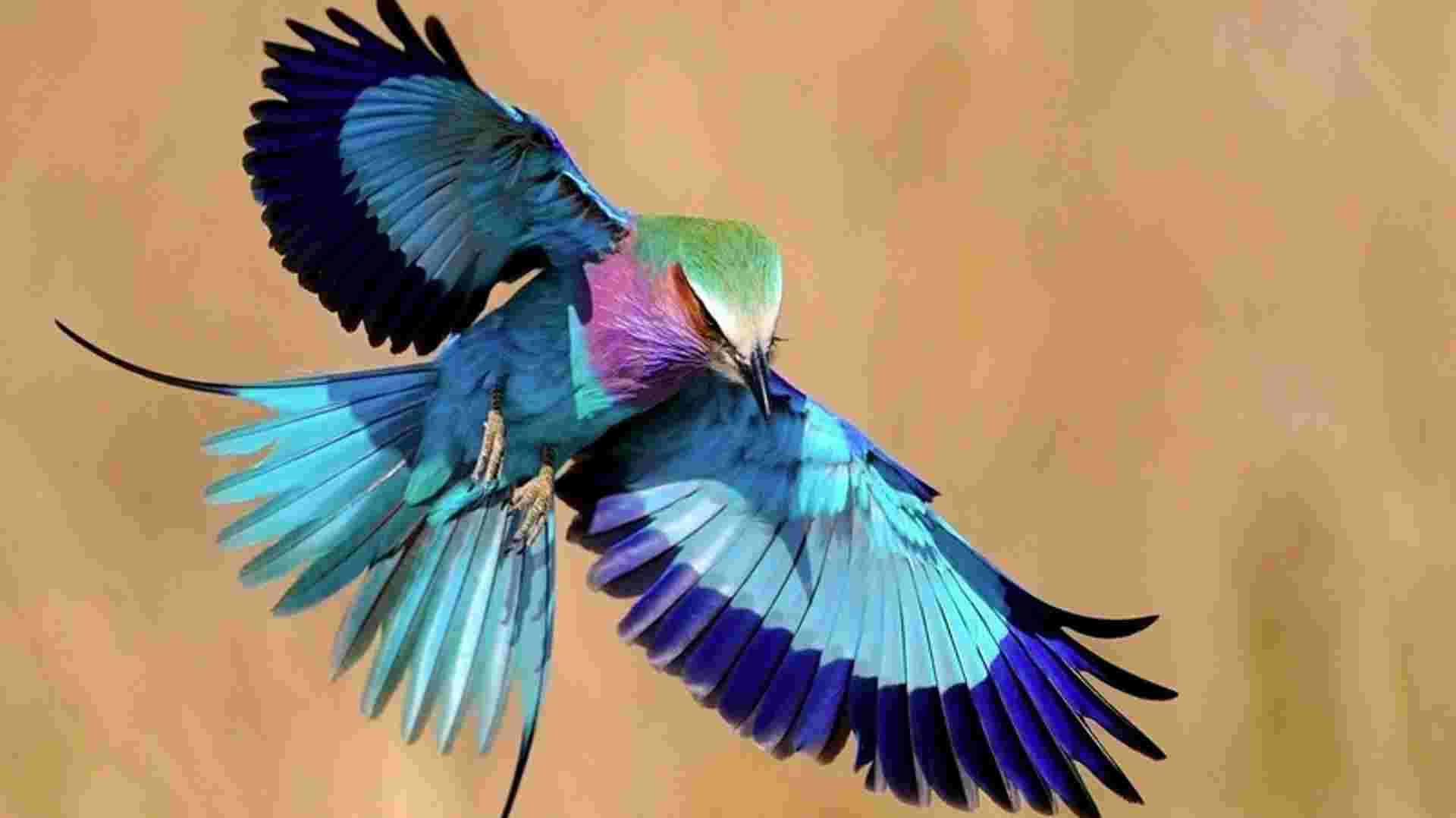 7 Days Tanzania Affordable Safari